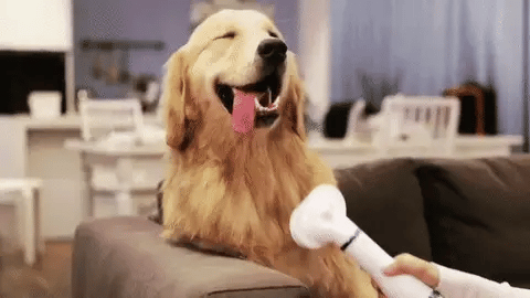 CEPILLO SECADOR PARA MASCOTAS 2 EN 1